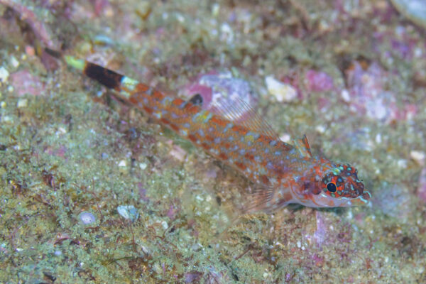 Lizard Triplefin (Crocodilichthys gracilis) |commons:File:Lagartija tres aletas (Crocodilichthys gracilis), Cabo San Lucas, Baja California, México, 2024-12-18, DD 81.jpg