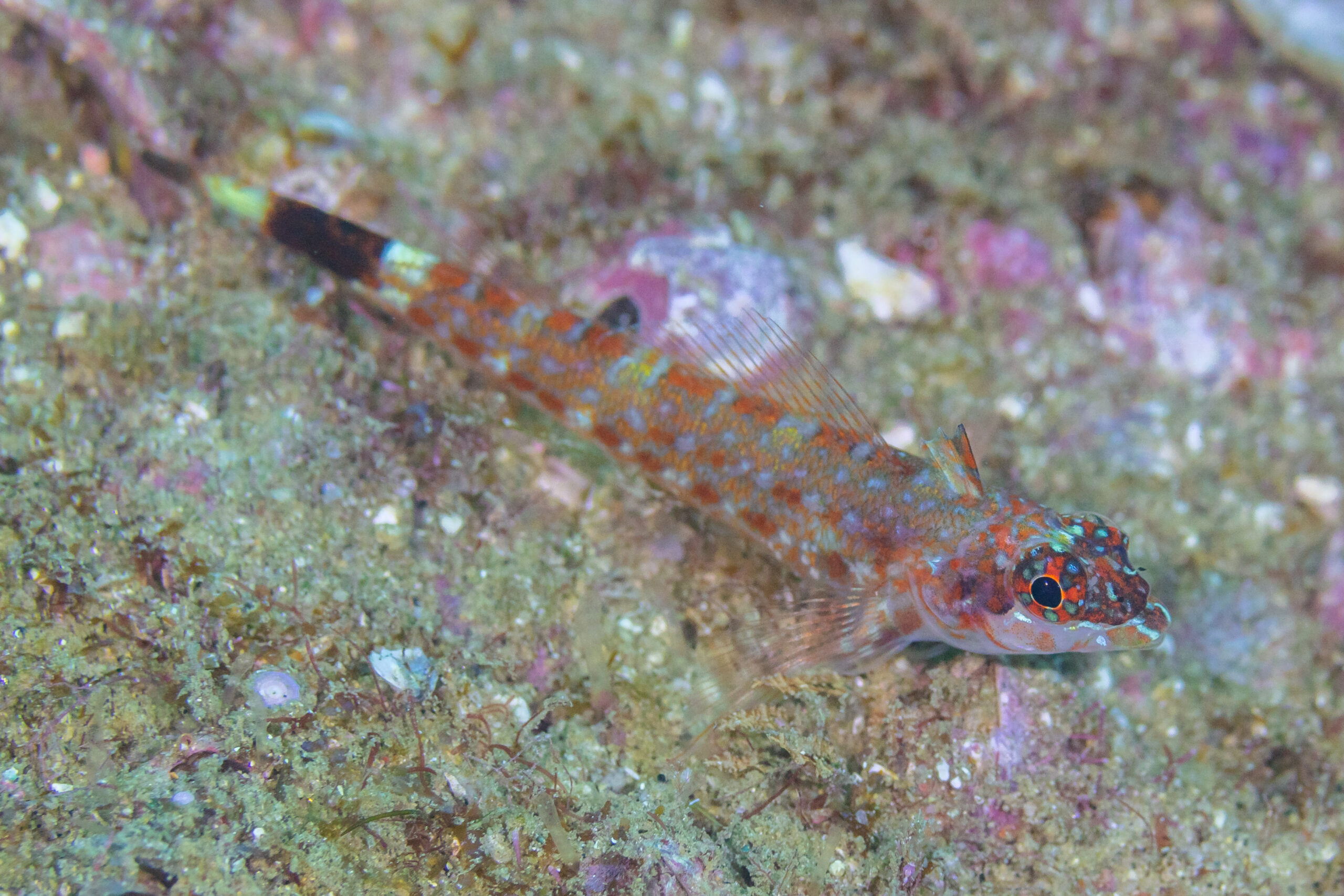 Lizard Triplefin (Crocodilichthys gracilis) |commons:File:Lagartija tres aletas (Crocodilichthys gracilis), Cabo San Lucas, Baja California, México, 2024-12-18, DD 81.jpg