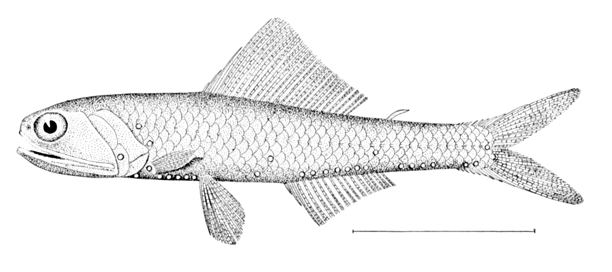 Lobisomem (Notoscopelus caudispinosus) |commons:File:Notoscopelus caudispinosus.jpg