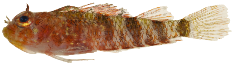 Lofty Triplefin (Enneanectes altivelis) |commons:File:Enneanectes altivelis - pone.0010676.g138.png