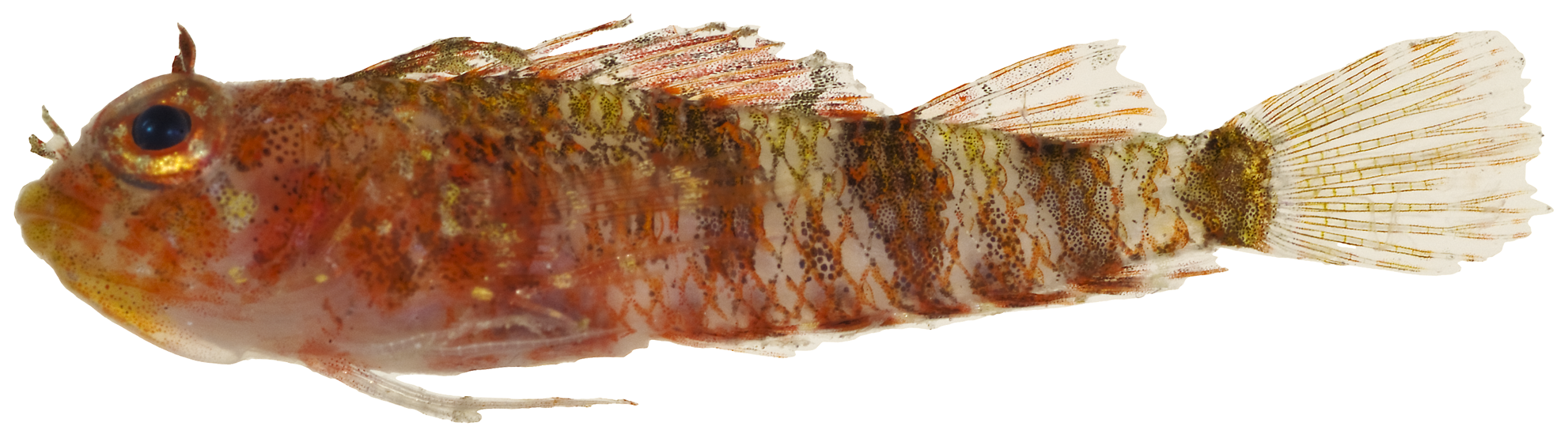 Lofty Triplefin (Enneanectes altivelis) |commons:File:Enneanectes altivelis - pone.0010676.g138.png