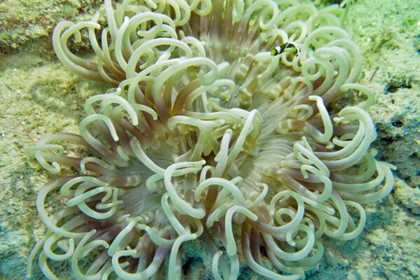 Long Tentacle Anemone Macrodactyla doreensis