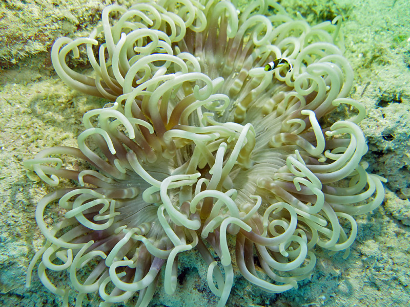 Long Tentacle Anemone Macrodactyla doreensis
