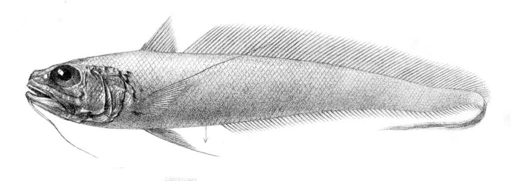 Longbeard Grenadier (Gadomus dispar) |commons:File:Gadomus dispar.jpg