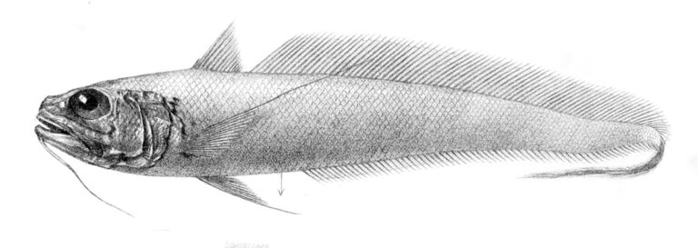 Longbeard Grenadier (Gadomus dispar) |commons:File:Gadomus dispar.jpg