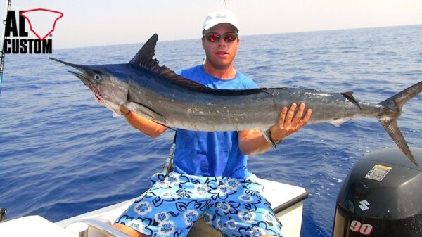 Longbill Spearfish (Tetrapturus pfluegeri) |commons:File:Tetrapturus pfluegeri.jpg