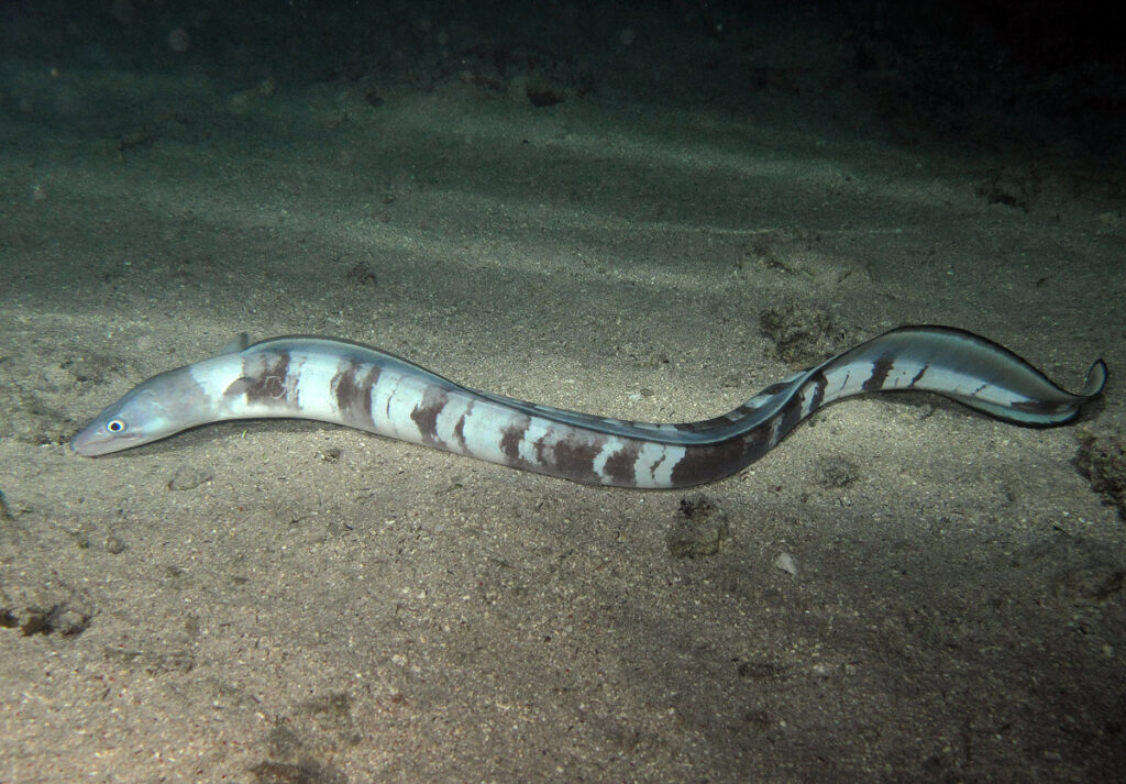 Longfin African Conger (Conger cinereus) |commons:File:Conger cinereus, de nuit.jpg