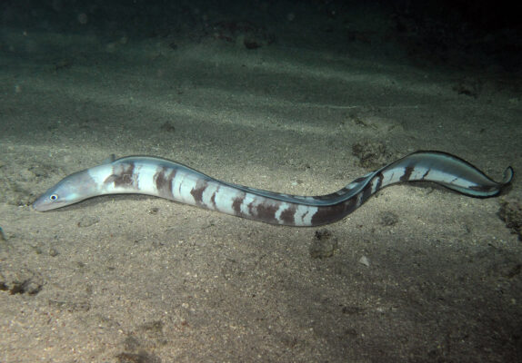 Longfin African Conger (Conger cinereus) |commons:File:Conger cinereus, de nuit.jpg