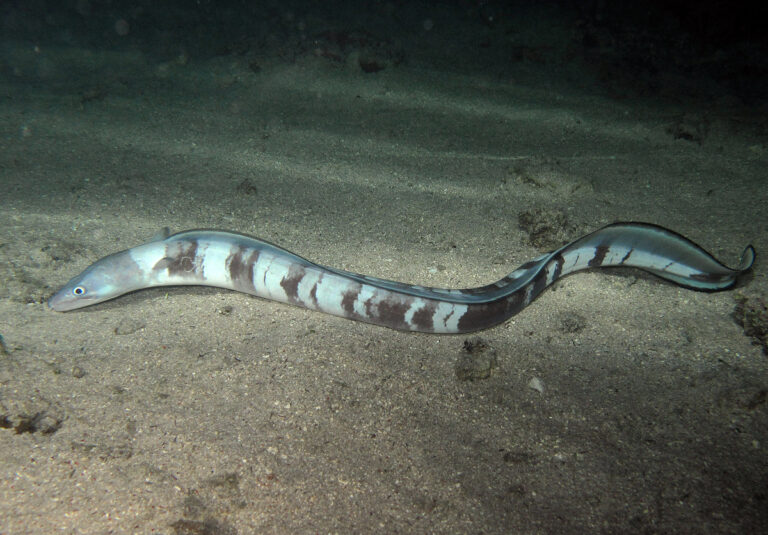 Longfin African Conger (Conger cinereus) |commons:File:Conger cinereus, de nuit.jpg