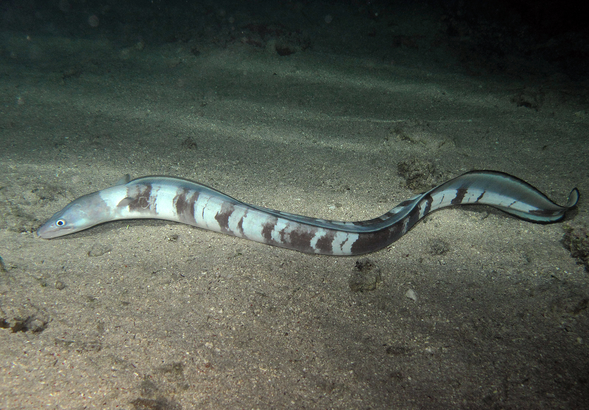 Longfin African Conger (Conger cinereus) |commons:File:Conger cinereus, de nuit.jpg