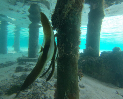Longfin Baitfish (Platax teira) |commons:File:Platax teira 264511400.jpg