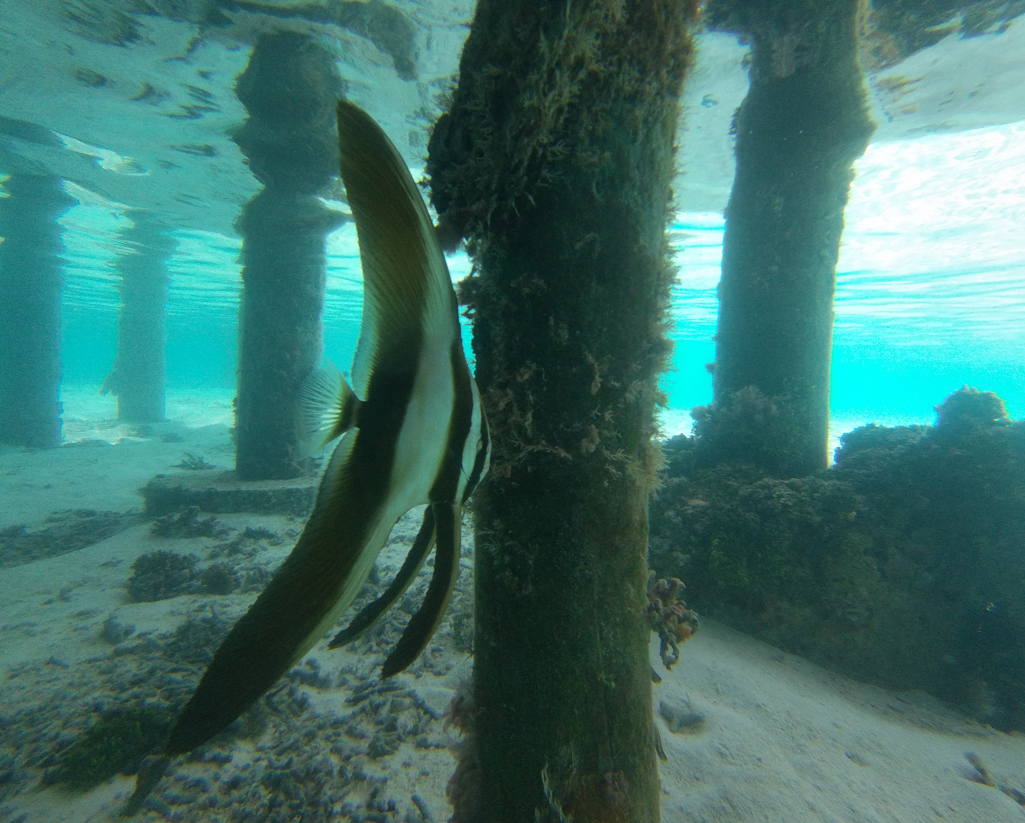 Longfin Baitfish (Platax teira) |commons:File:Platax teira 264511400.jpg