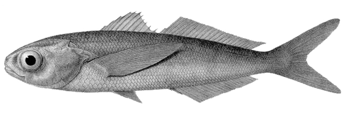 Longfin Cigarfish (Cubiceps gracilis) |commons:File:Cubiceps gracilis.jpg