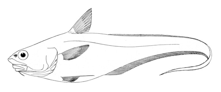 Longfin Grenadier (Coryphaenoides longifilis) |commons:File:Coryphaenoides longifilis.jpg