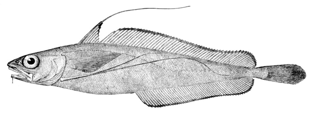 Longfin Hake (Phycis chesteri) |commons:File:Phycis chesteri.jpg