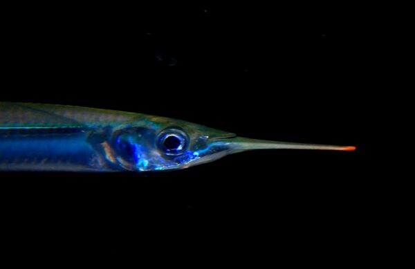 Longfin Halfbeak (Hemiramphus saltator) |commons:File:Hemiramphus saltator 324259044.jpg