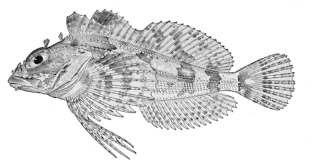 Longfin Irish Lord (Hemilepidotus zapus) |commons:File:Hemilepidotus zapus.jpg
