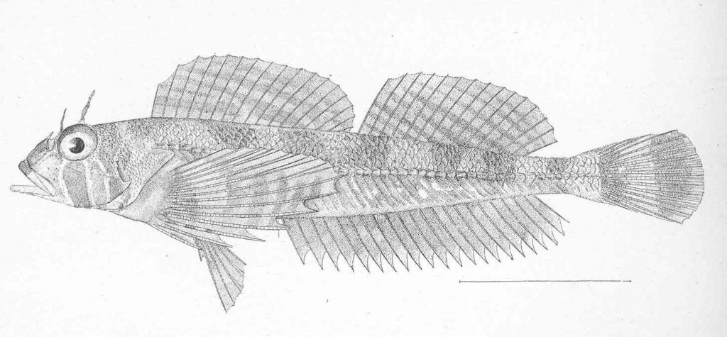 Longfin Sculpin (Jordania zonope) |commons:File:FMIB 47906 Jordania zonope.jpeg