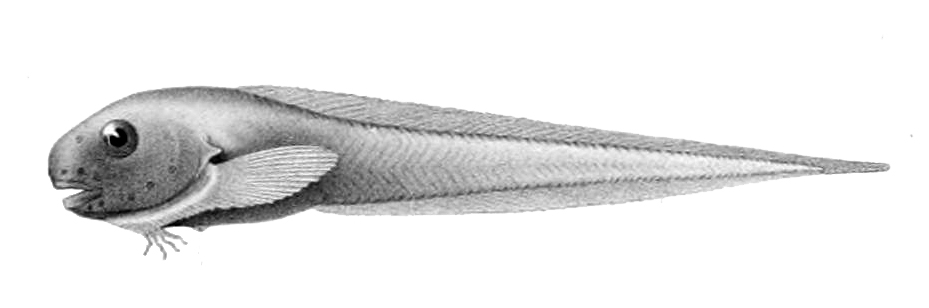 Longfin Seasnail (Careproctus reinhardti) |commons:File:Careproctus reinhardti.jpg