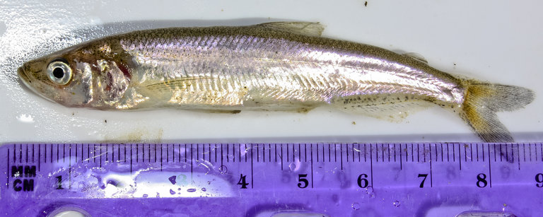 Longfin Smelt (Spirinchus thaleichthys) |commons:File:Spirinchus thaleichthys.jpeg