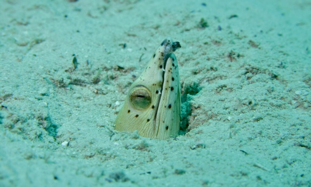 Longfin Snake-eel (Pisodonophis cancrivorus) |commons:File:Longfin Snake-Eel (Pisodonophis cancrivorus) (6099713531).jpg
