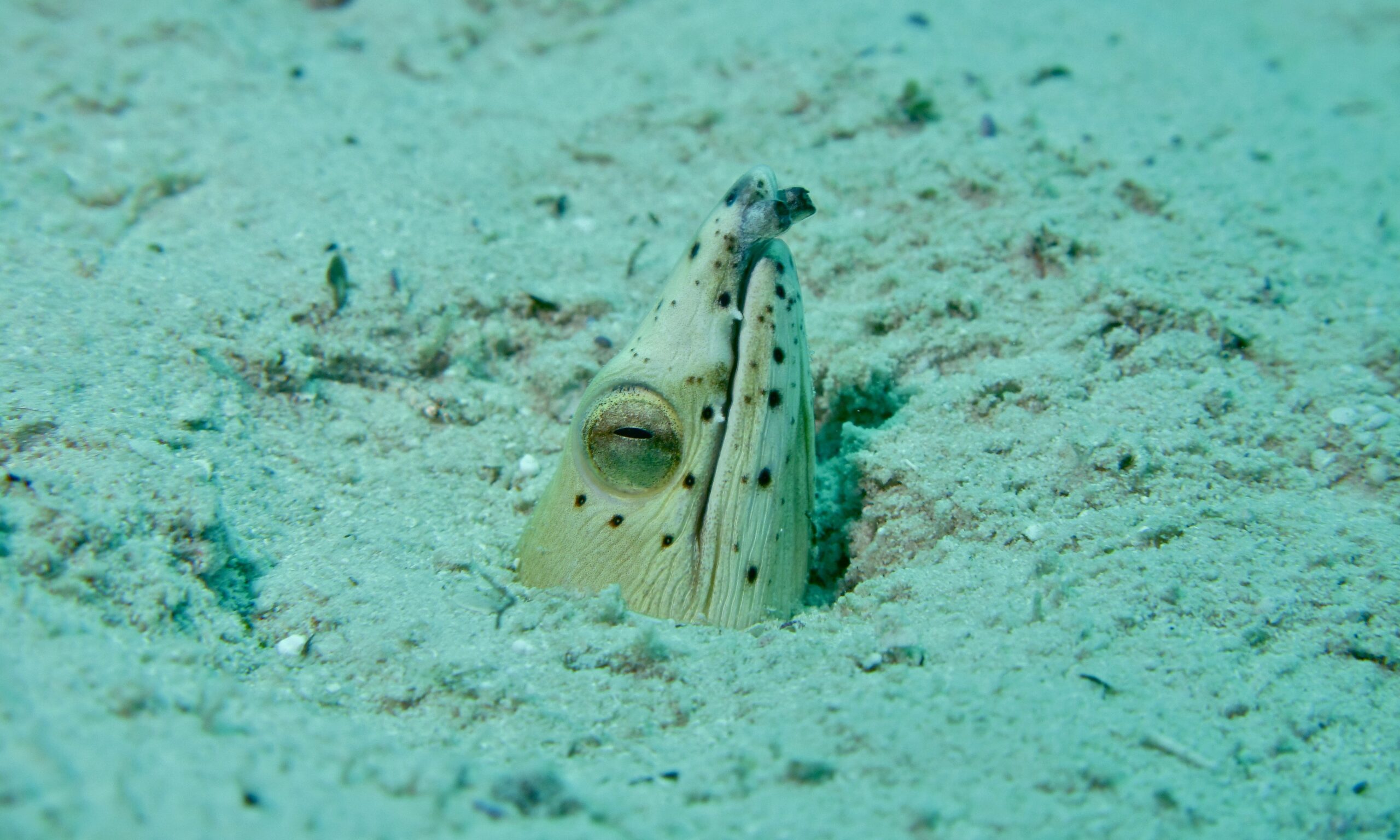Longfin Snake-eel (Pisodonophis cancrivorus) |commons:File:Longfin Snake-Eel (Pisodonophis cancrivorus) (6099713531).jpg