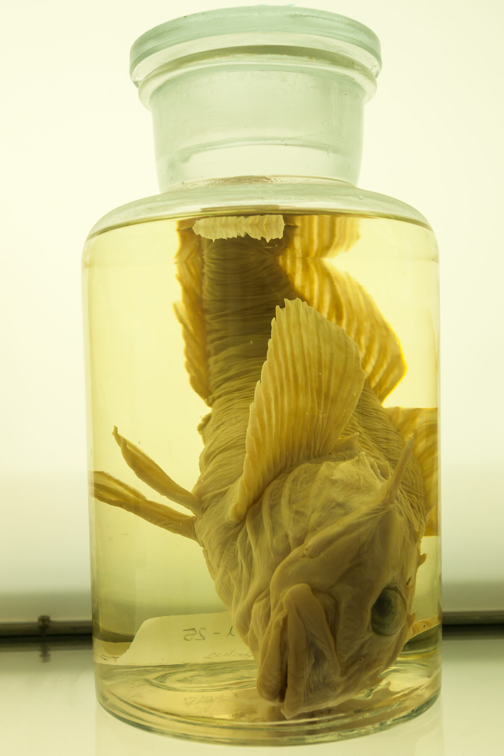 Longhorn Sculpin (Myoxocephalus octodecemspinosus) |commons:File:2018. Myoxocephalus octodecemspinosus (Mitchil 1814). Museo do Mar de Galicia.jpg