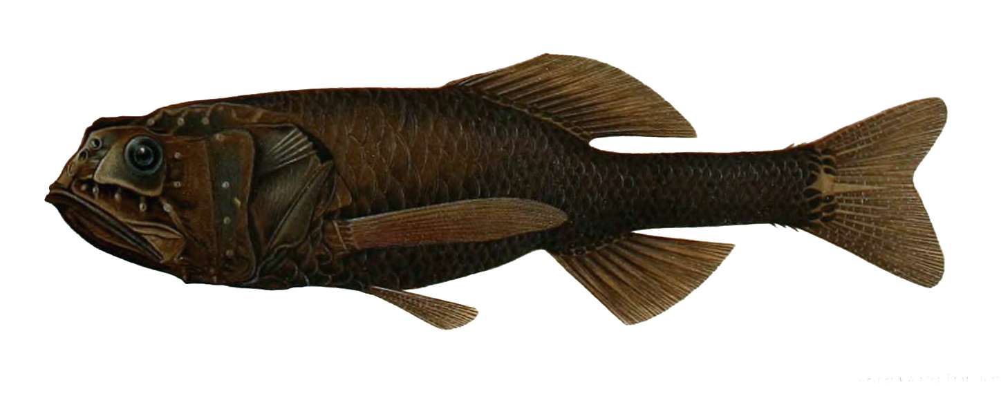 Longjaw Bigscale (Scopeloberyx robustus) |commons:File:Scopeloberyx robustus.jpg