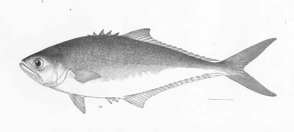 Longjaw Leatherjack (Oligoplites altus) |commons:File:FMIB 50631 Oligoplites altus Gunther Panama.jpeg