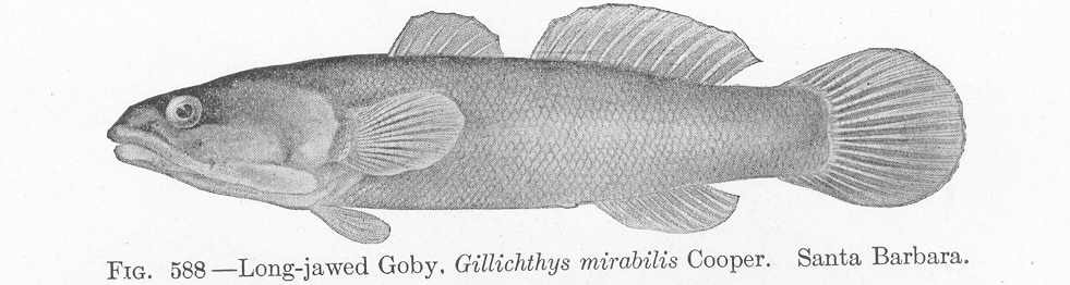 Longjaw Mudsucker (Gillichthys mirabilis) |commons:File:FMIB 52160 Long-jawed Goby, Gillichthys mirabilis Cooper Santa Barbara.jpeg