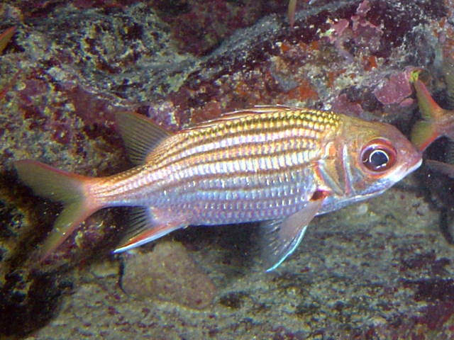 Longjaw Squirrelfish (Neoniphon marianus) |commons:File:Neoniphon marianus.jpg