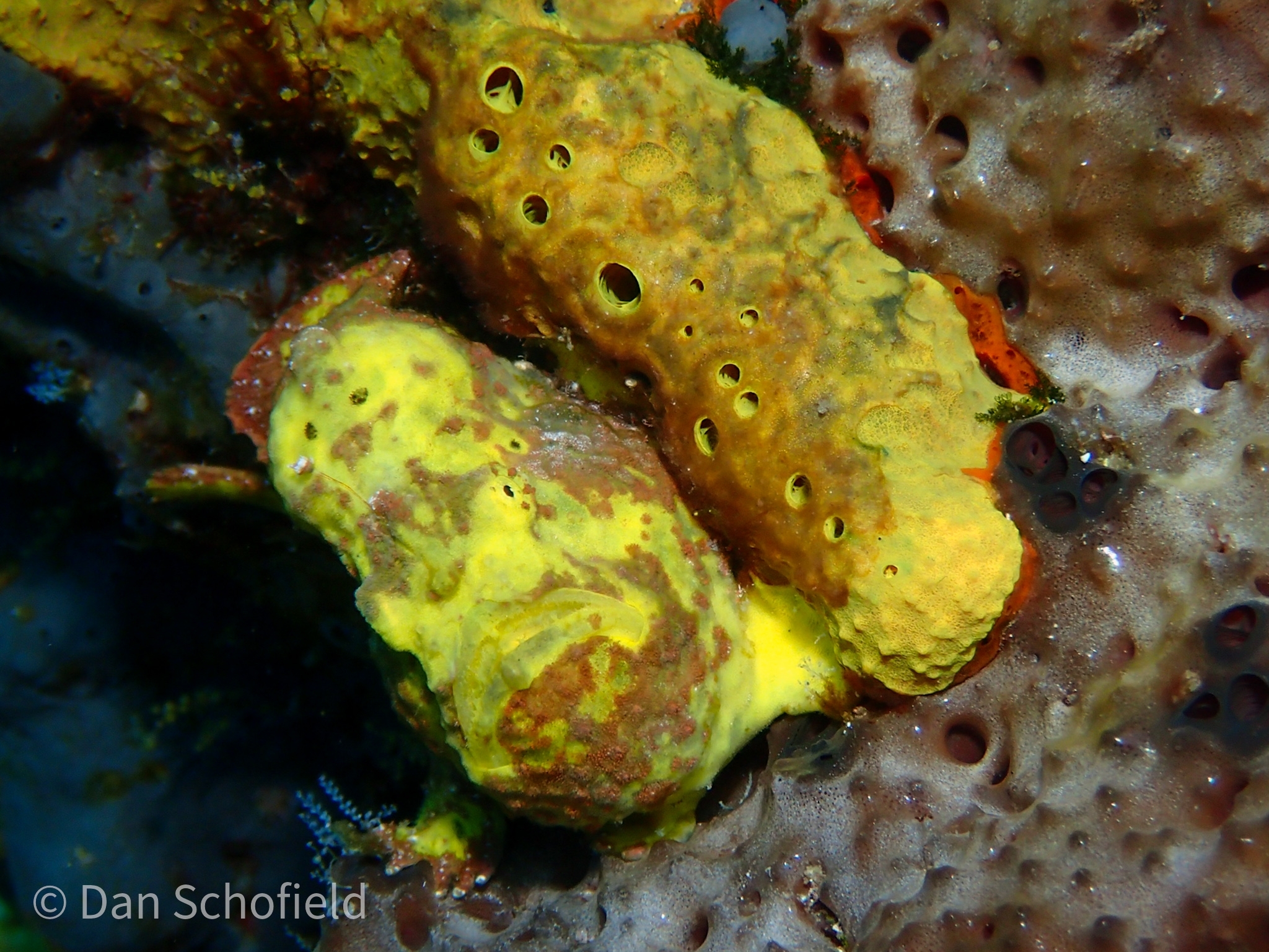 Longlure Frogfish (Antennarius multiocellatus) |commons:File:Antennarius multiocellatus 179009678.jpg