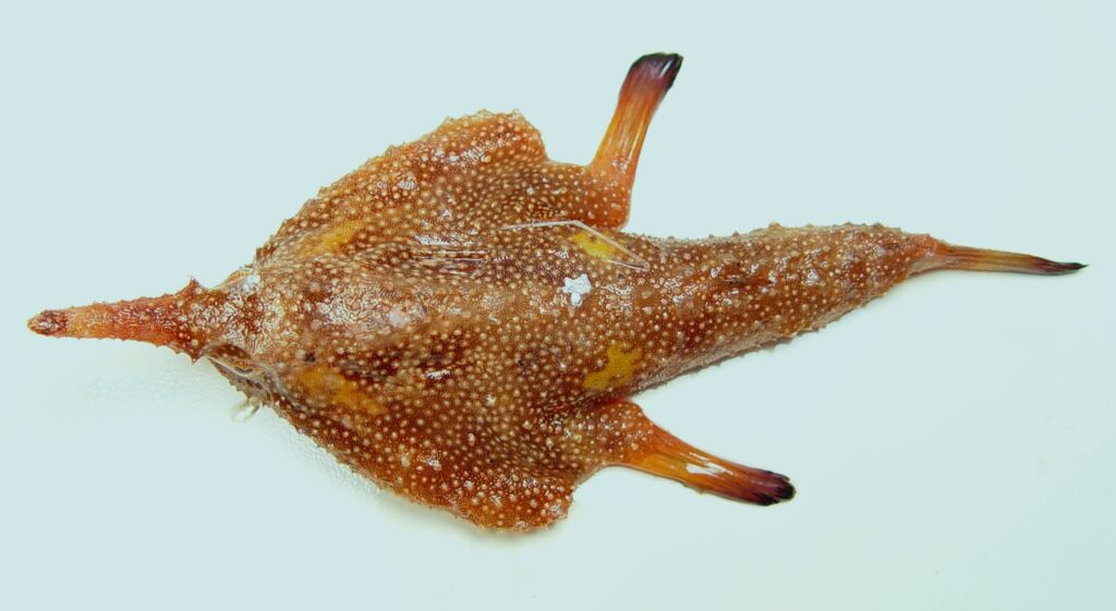 Longnose Batfish (Ogcocephalus corniger) |commons:File:Longnose batfish (Ogcocephalus corniger).jpg