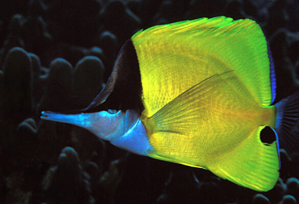 Longnose Butterflyfish (Forcipiger flavissimus) |commons:File:Forcipiger flavissimus.jpg
