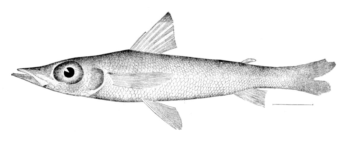 Longnose Greeneye (Parasudis truculenta) |commons:File:Parasudis truculenta.jpg