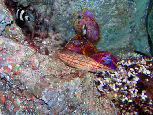 Longnose Hawkfish (Oxycirrhites typus) |commons:File:Cirrhitidae Oxycirrhites typus 1.jpg