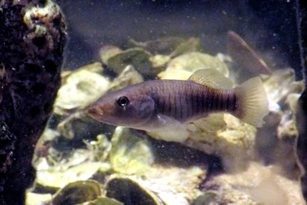Longnose Killifish (Fundulus similis) |commons:File:Fundulus similis longnose killifish.JPG