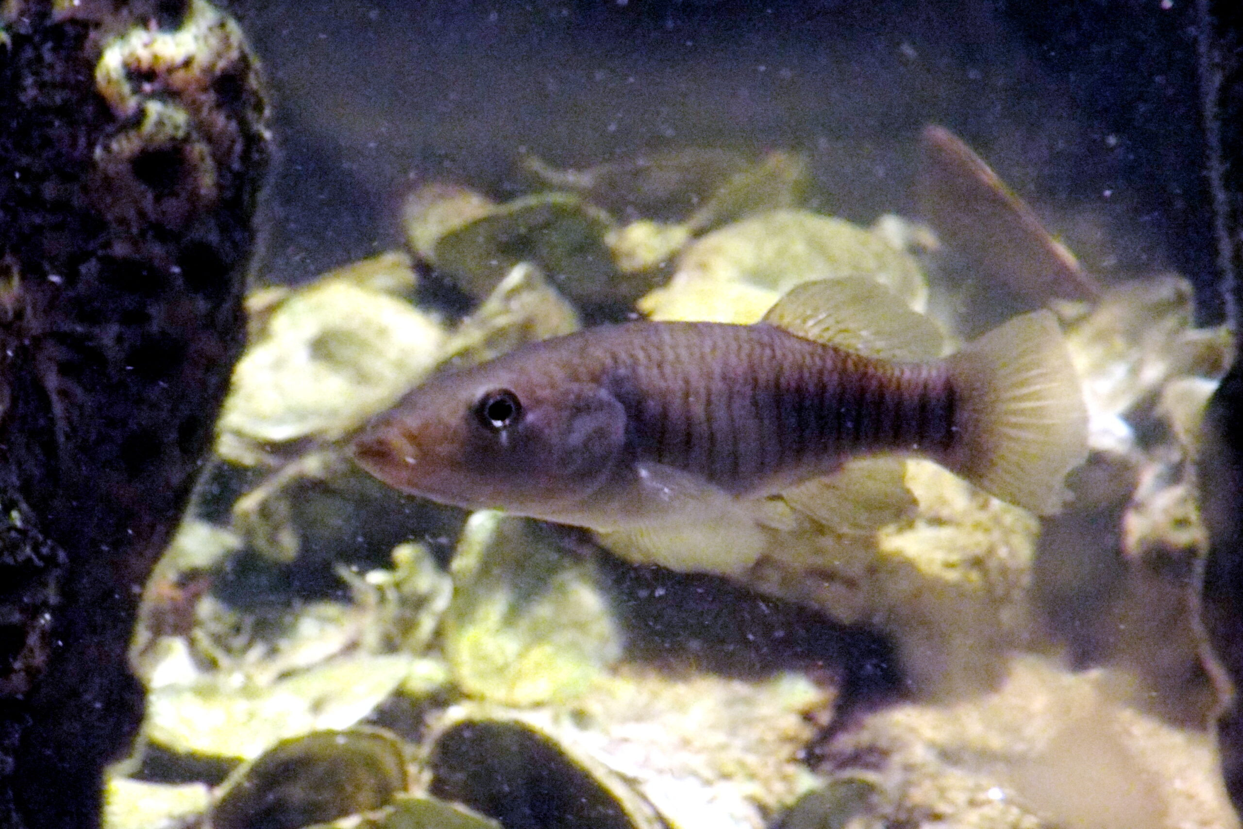 Longnose Killifish (Fundulus similis) |commons:File:Fundulus similis longnose killifish.JPG