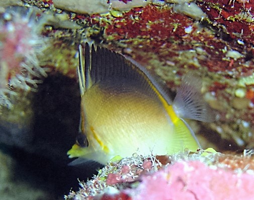 Longsnout Butterflyfish (Prognathodes aculeatus) |commons:File:Prognathodes aculeatus, Cuba.jpg