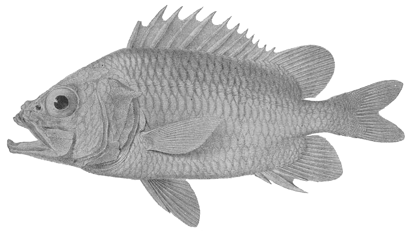 Longsnout Soldier (Ostichthys archiepiscopus) |commons:File:FMIB 42415 Ostichthys archiepiscopus (Steindachner); after Steindachner.jpeg