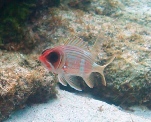 Longspine Squirrelfish (Holocentrus rufus) |commons:File:Holocentrus rufus, islas Vírgenes.jpg