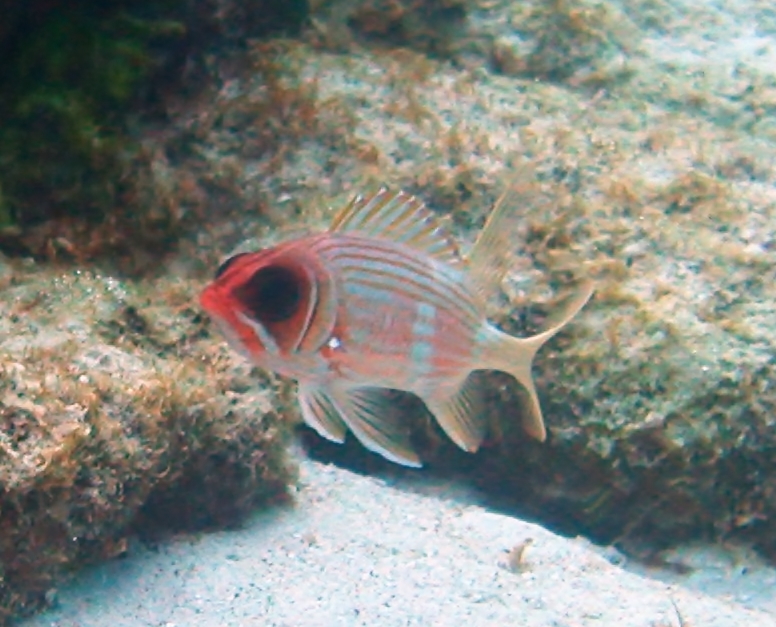 Longspine Squirrelfish (Holocentrus rufus) |commons:File:Holocentrus rufus, islas Vírgenes.jpg
