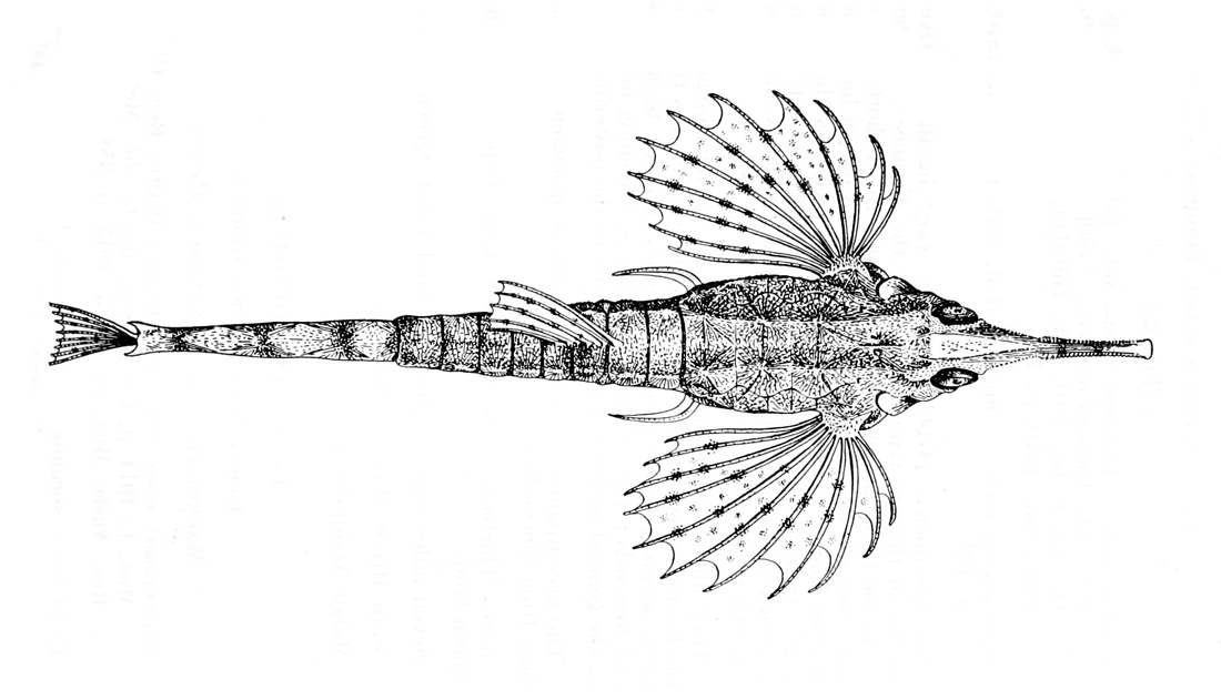 Longtail Seamouth (Pegasus volitans) |commons:File:Pegasus volitans.jpg