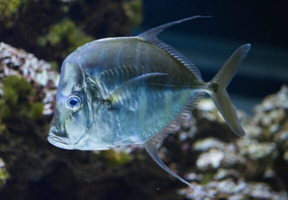 lookdown (Selene vomer) |commons:File:Selene vomer - 9388.jpg