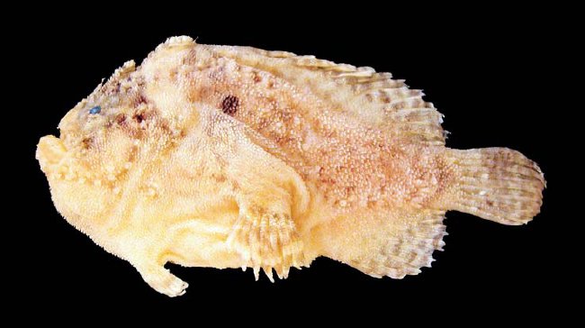 Lophiocharon hutchinsi (Lophiocharon hutchinsi) |commons:File:Lophiocharon-hutchinsi-06.jpg