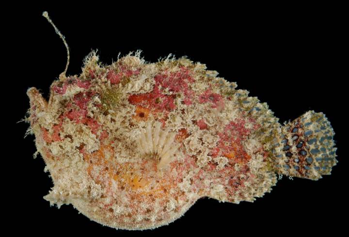 Lophiocharon lithinostomus (Lophiocharon lithinostomus) |commons:File:Lophiocharon-lithinostomus02.jpg
