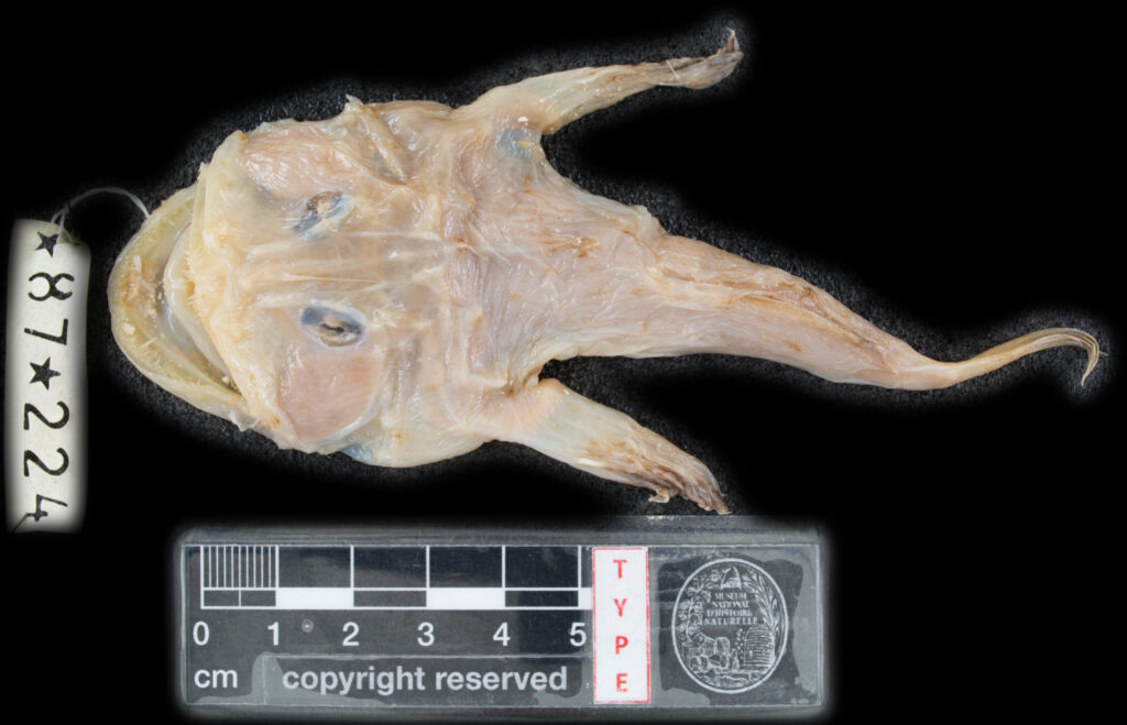Lophius vaillanti (Lophius vaillanti) |commons:File:Lophius vaillanti.jpg