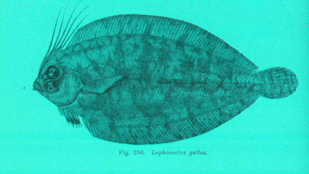 Lophonectes gallus (Lophonectes gallus) |commons:File:FMIB 45743 Lophonectes gallus.jpeg