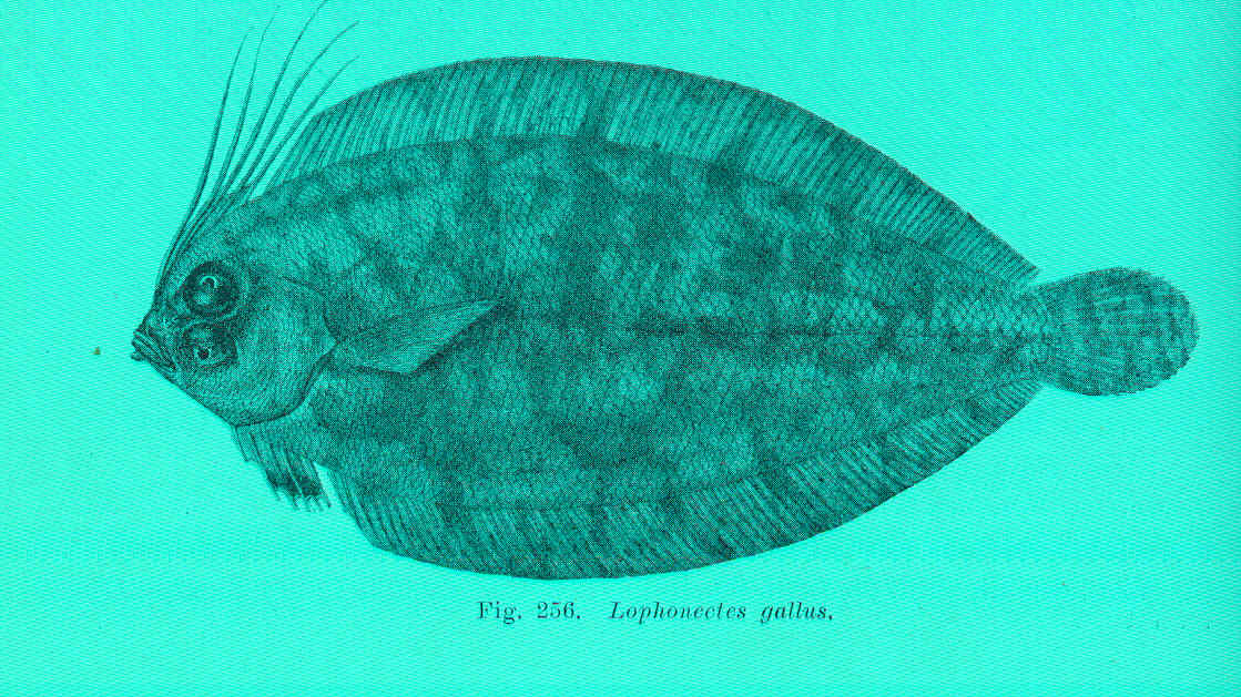 Lophonectes gallus (Lophonectes gallus) |commons:File:FMIB 45743 Lophonectes gallus.jpeg