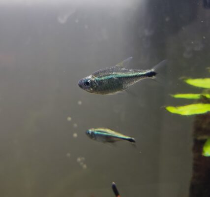 Loreto Tetra (Hyphessobrycon metae) |commons:File:Hyphessobrycon metae-especie de peces.jpg